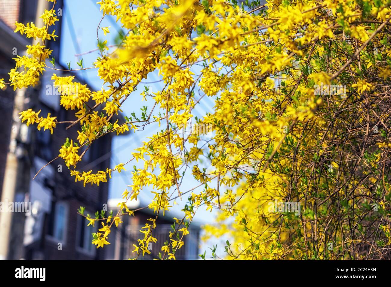 Korean forsythia hires stock photography and images Alamy