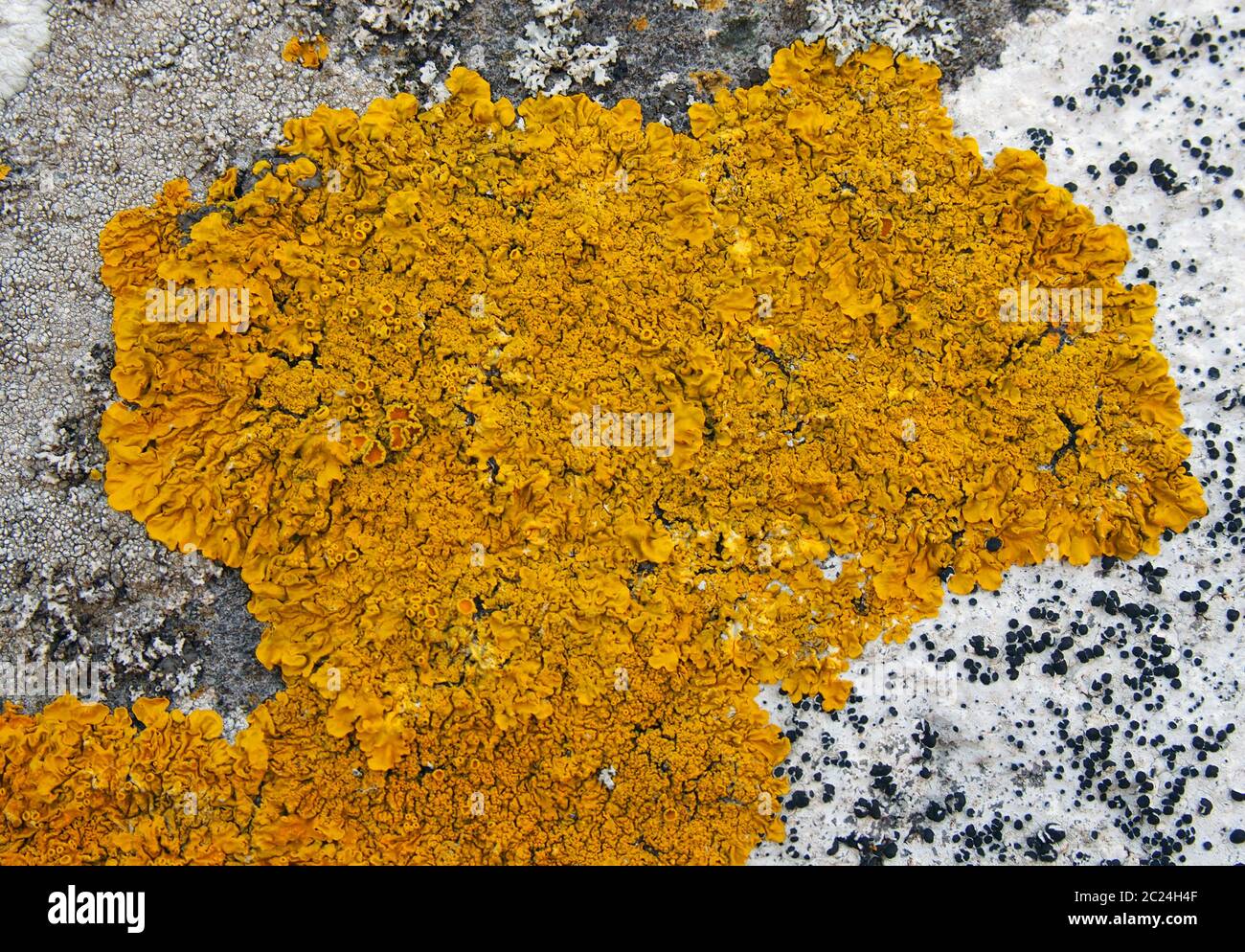 yellow lichen growing on old stone wall Stock Photo