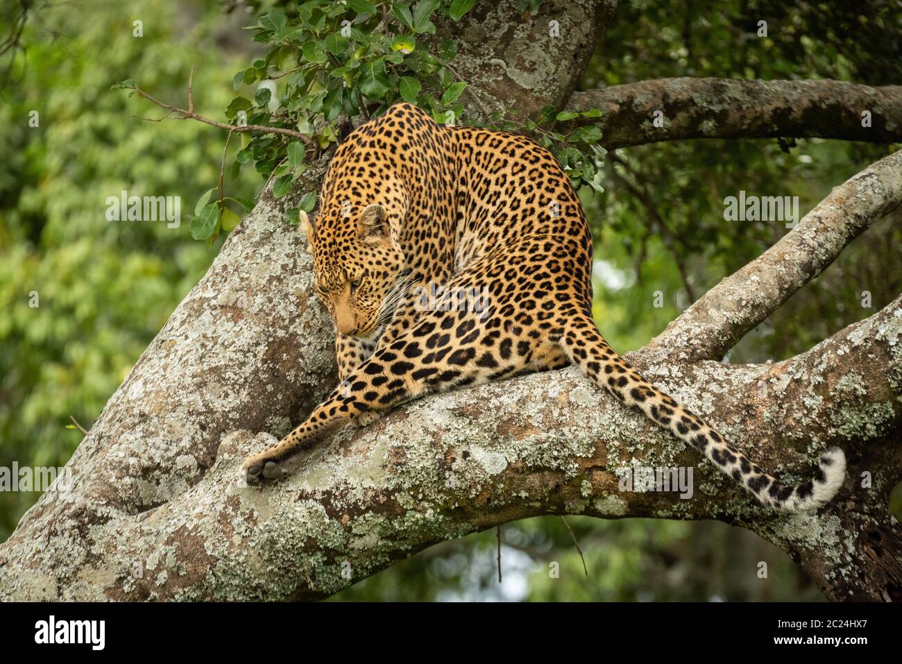 Leopard sits on branch twisting head round Stock Photo