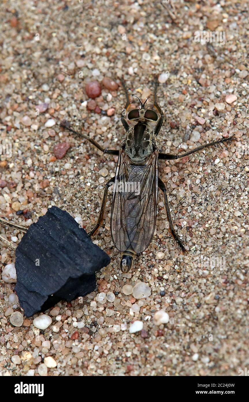 Sand predatory fly Philonicus albiceps Stock Photo