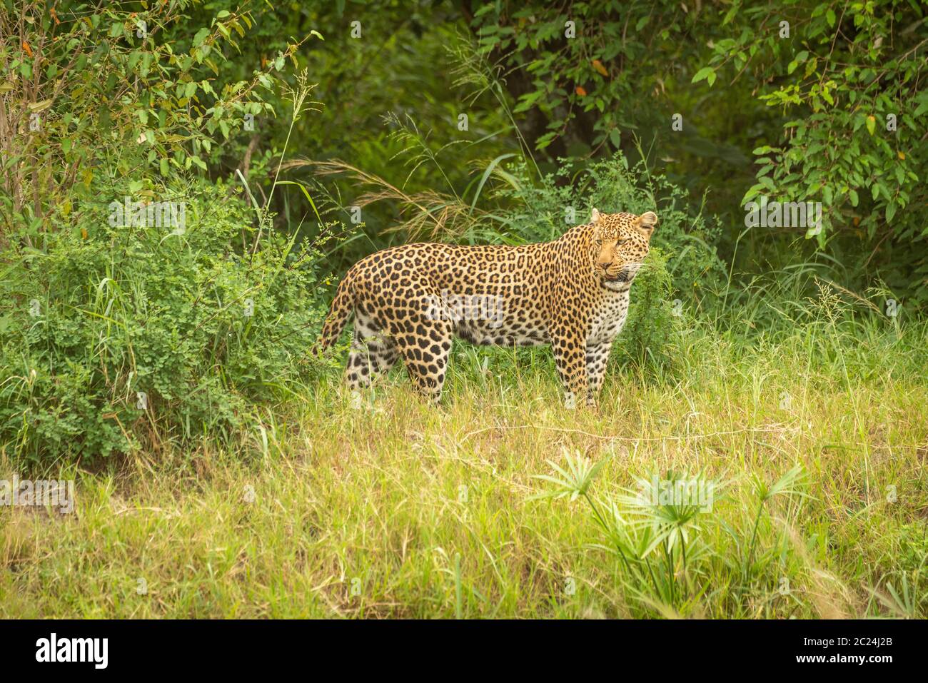 Leopard stands looking round with bushes behind Stock Photo
