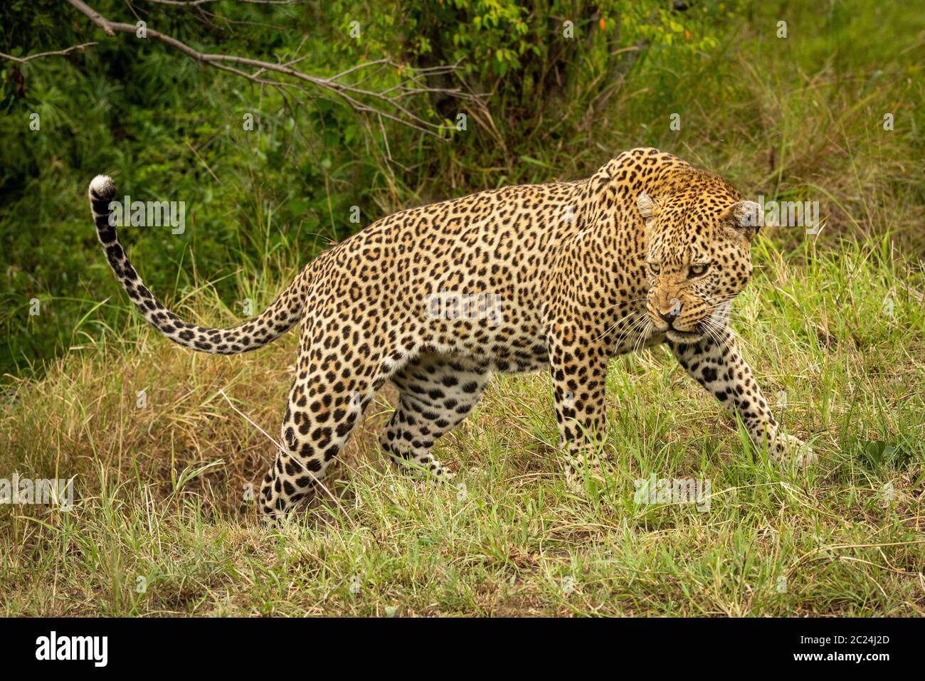 Leopard stands growling with head held low Stock Photo