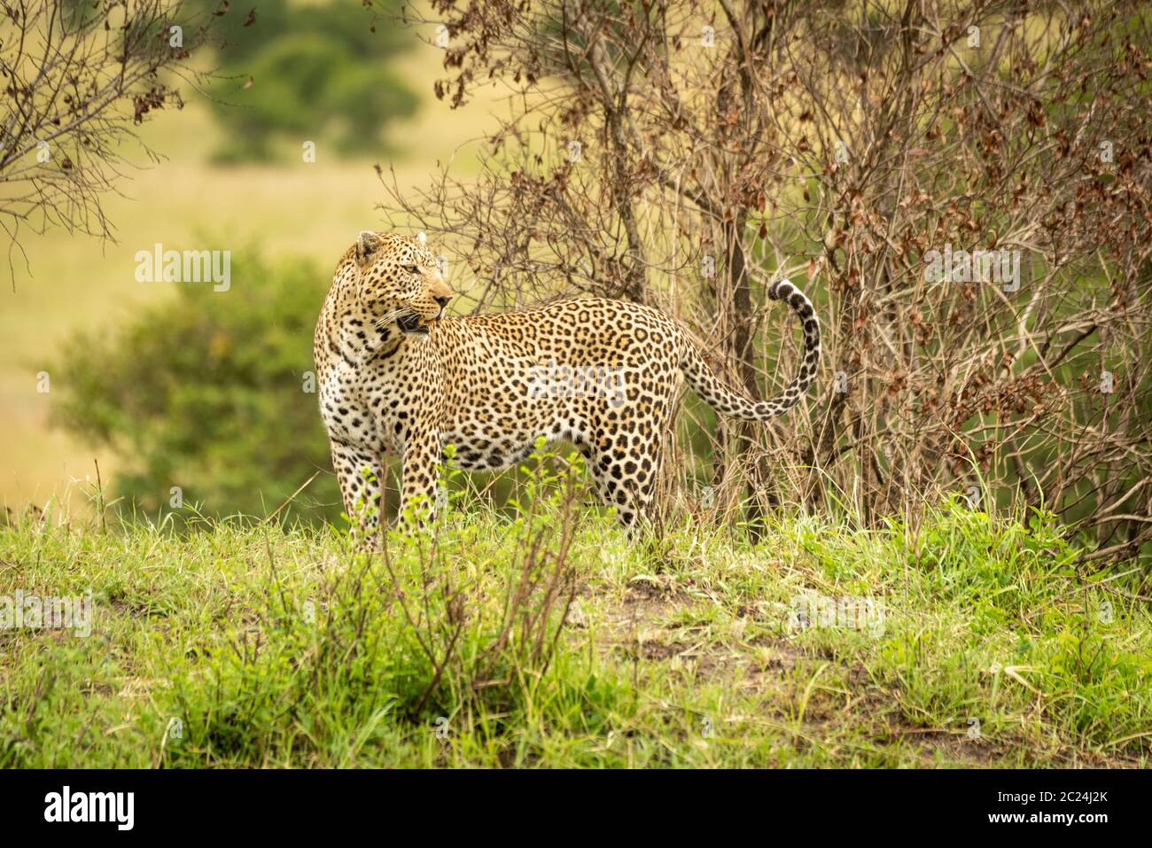 Leopard stands on grassy bank looking back Stock Photo