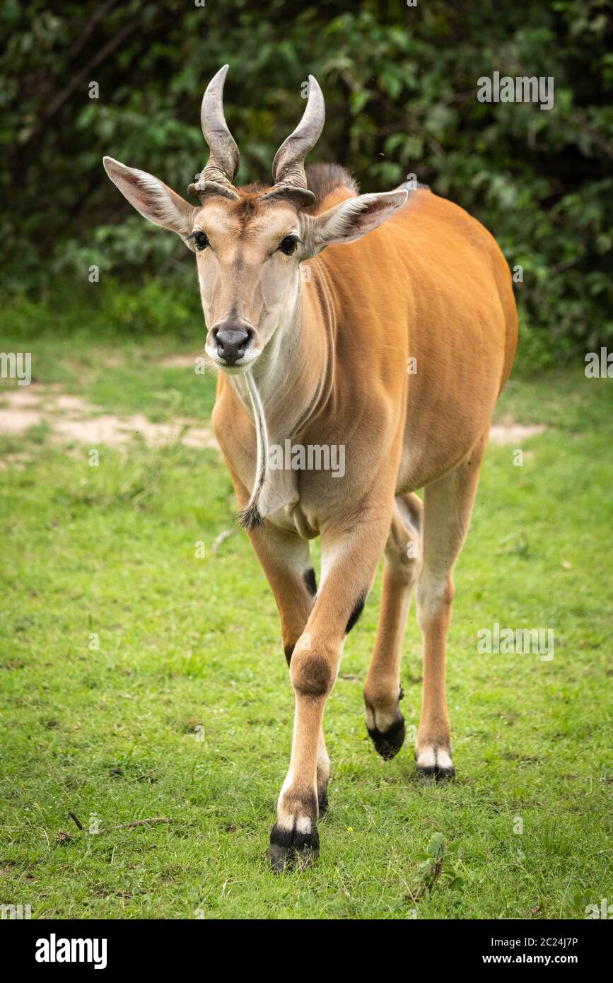 Common eland walks across grass towards camera Stock Photo