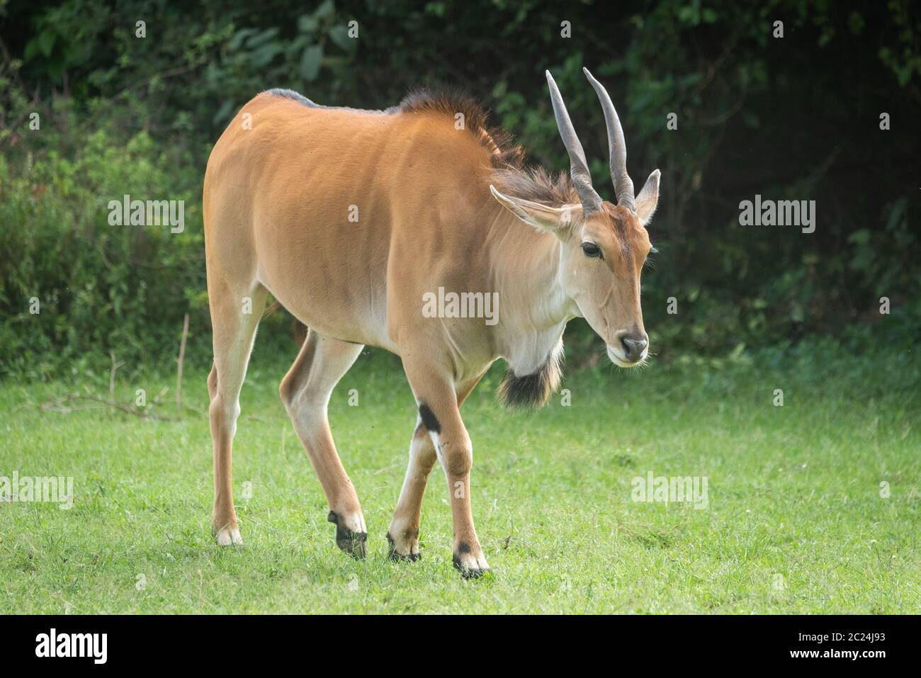 Common eland walks across grass near bushes Stock Photo