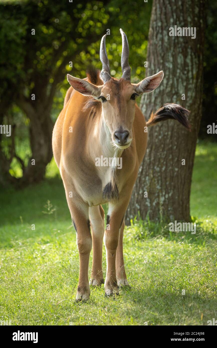Common eland stands near tree watching camera Stock Photo