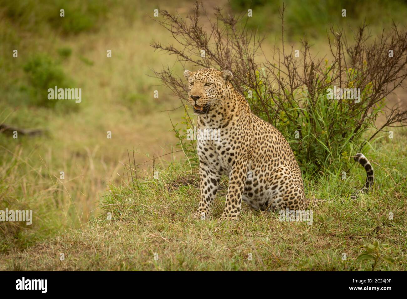 Leopard sits looking left with bush behind Stock Photo