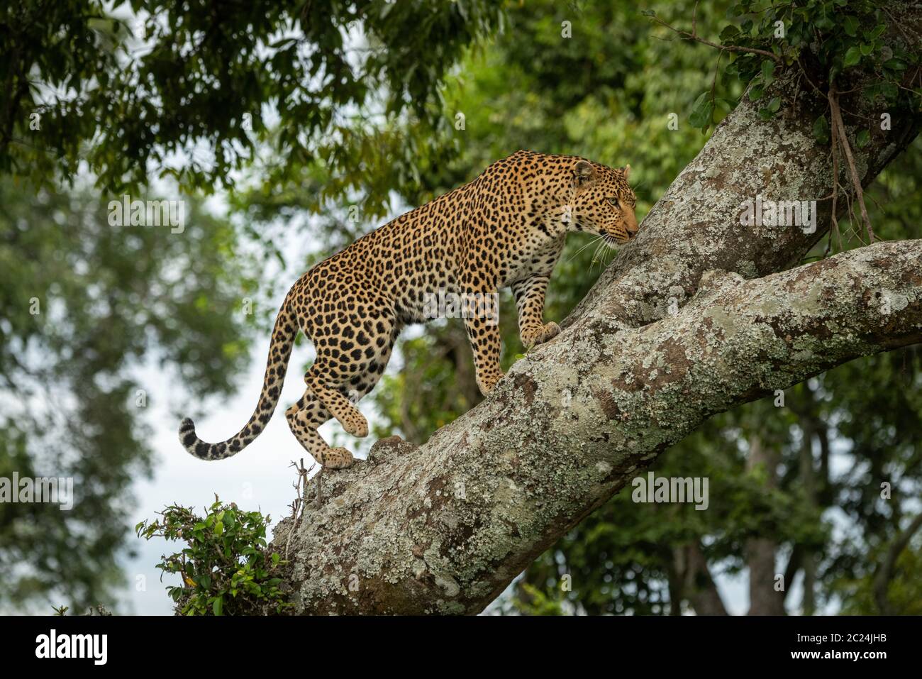 Leopard climbs up lichen-covered branch lifting foot Stock Photo