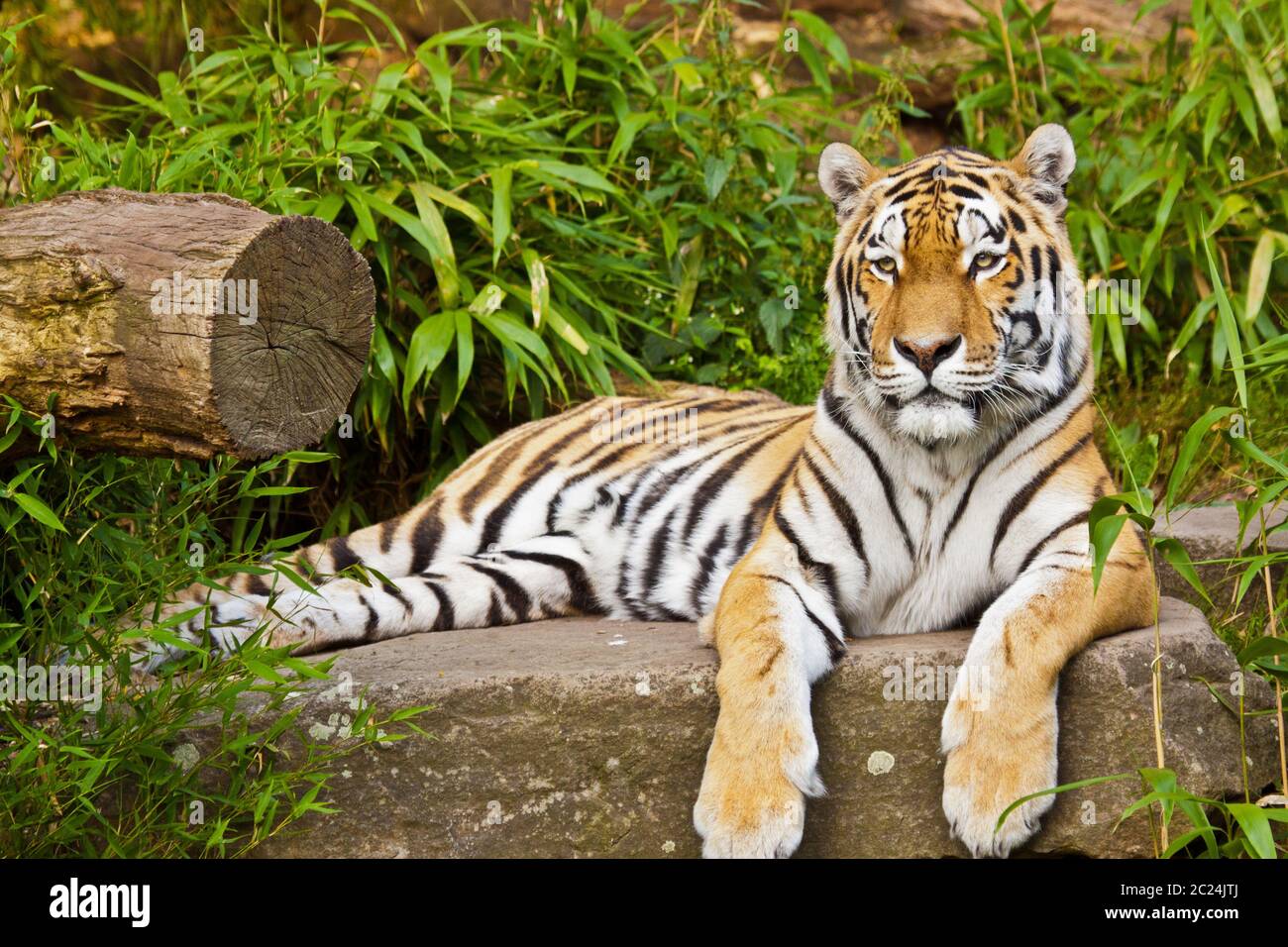 Korea tiger hi-res stock photography and images - Page 5 - Alamy