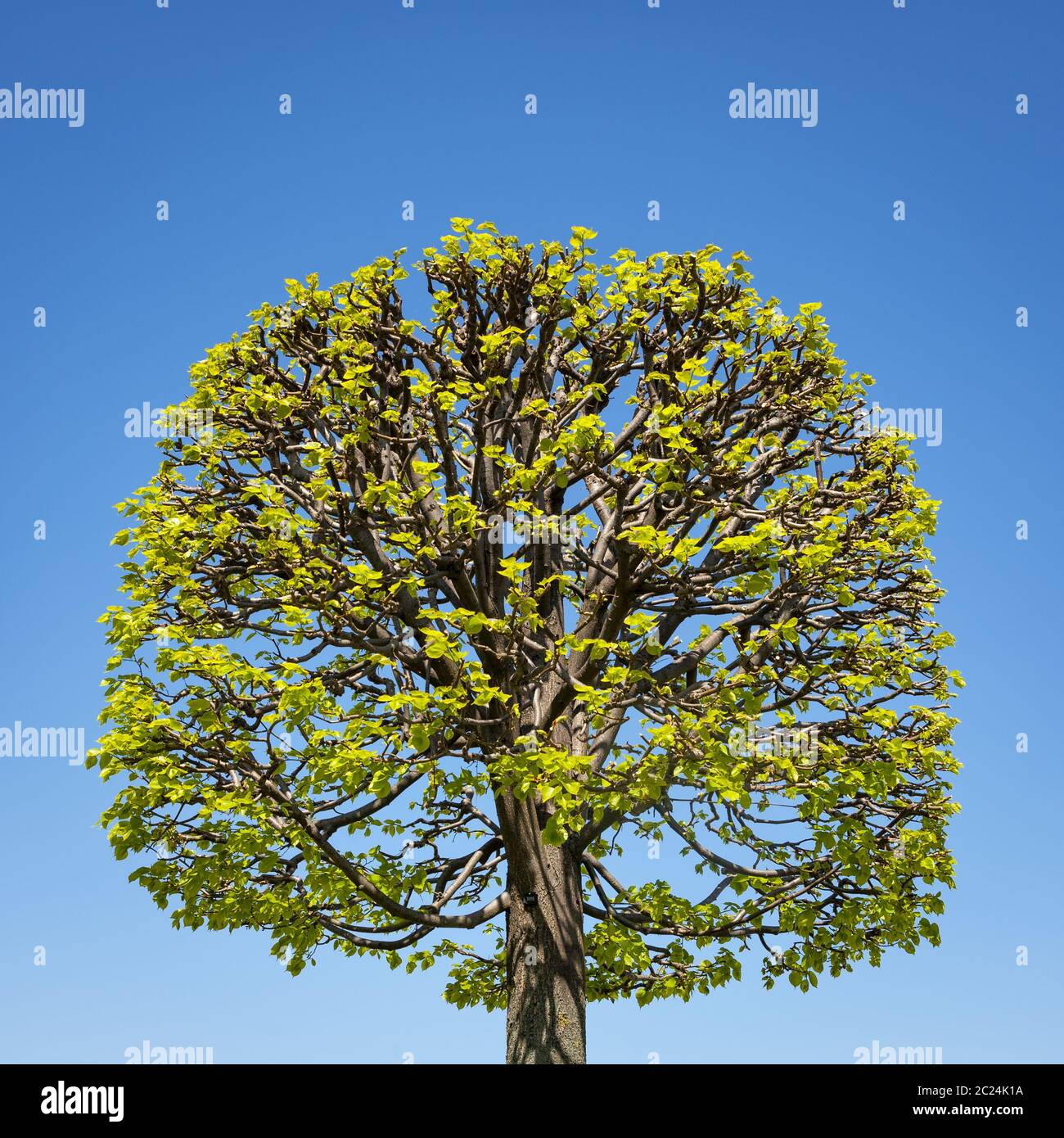 Shaped tree in Spring Stock Photo