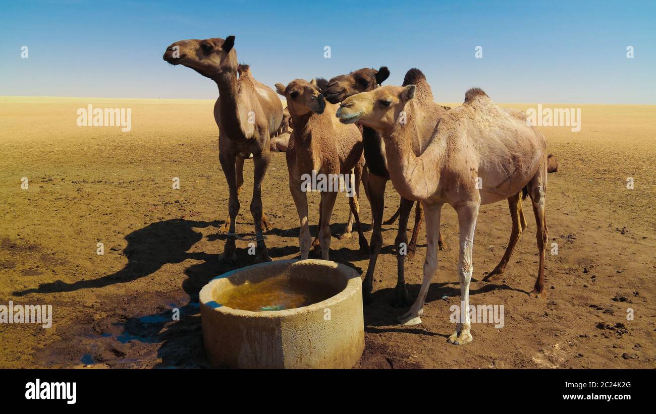 Portrait of drinking camels at the desert well in Ouled-Rachid, Batha, Chad Stock Photo