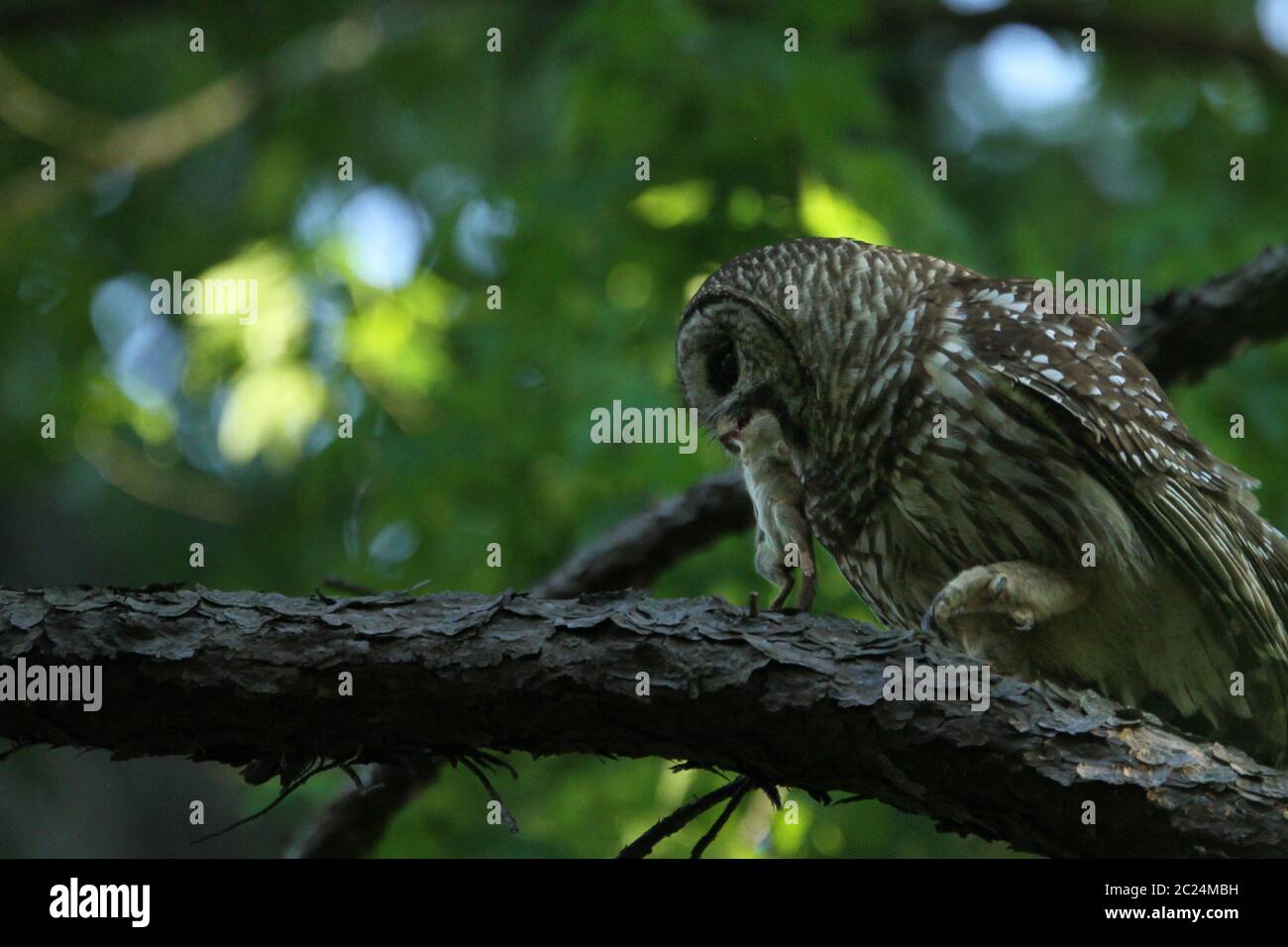 Flying squirrel hires stock photography and images Alamy