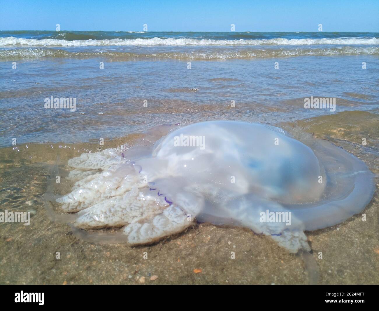 Dead jellyfish in the shallow waters of the seashore. Jellyfish