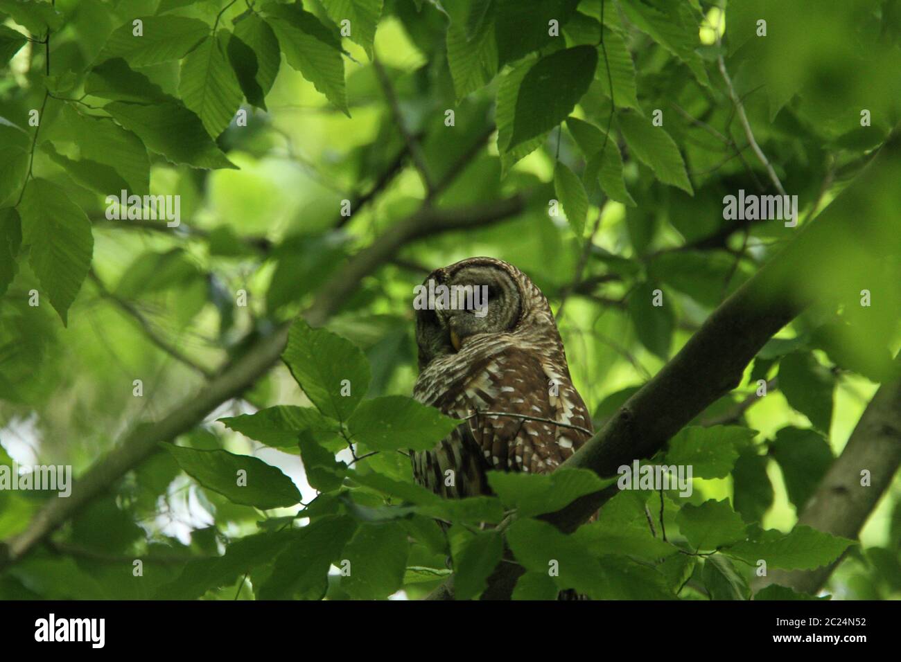 This sleeping barred owl was just well sleeping on her perch near her nest. Stock Photo
