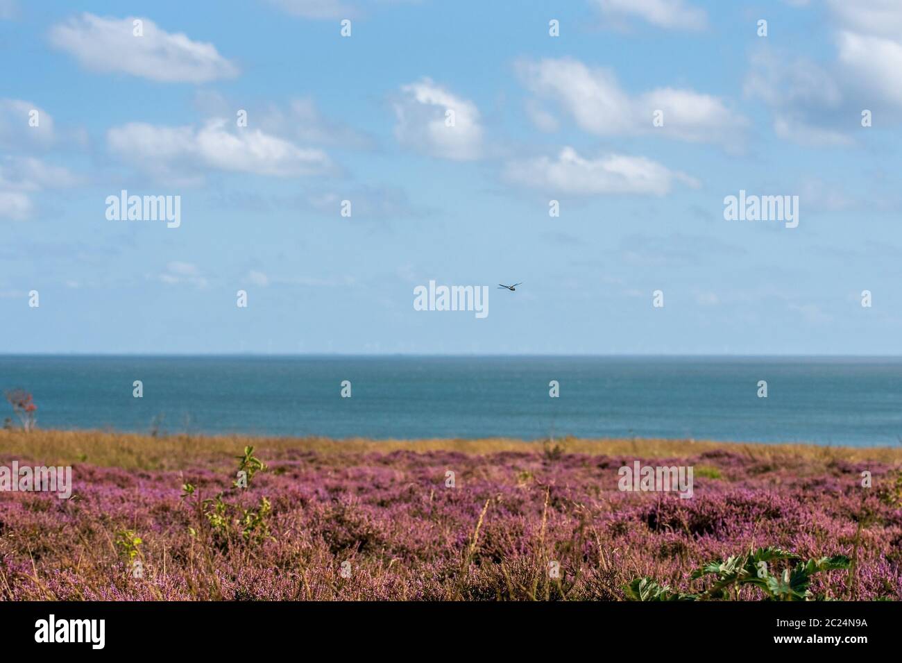 Flowering heather Stock Photo