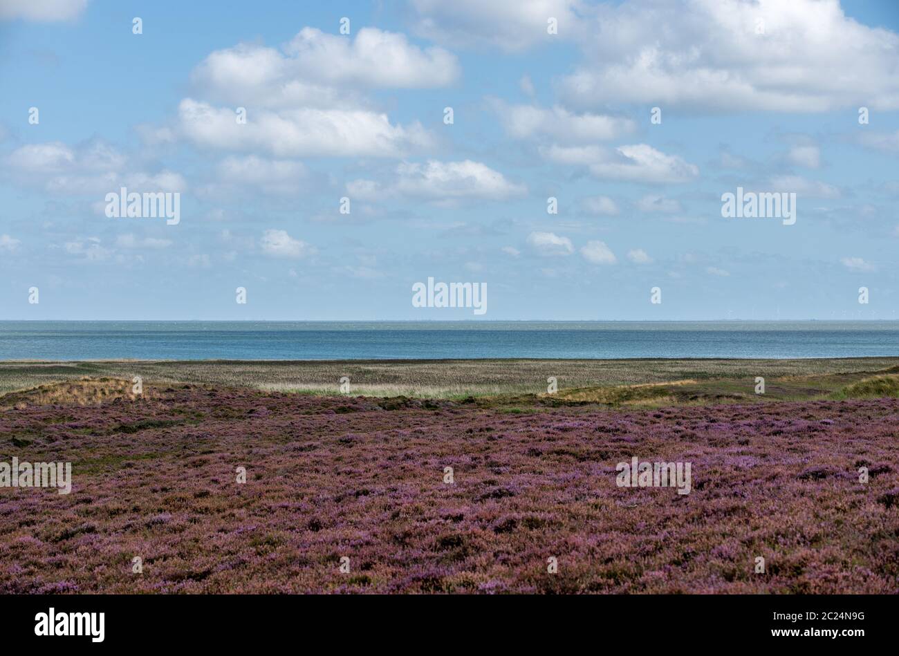 Flowering heather Stock Photo