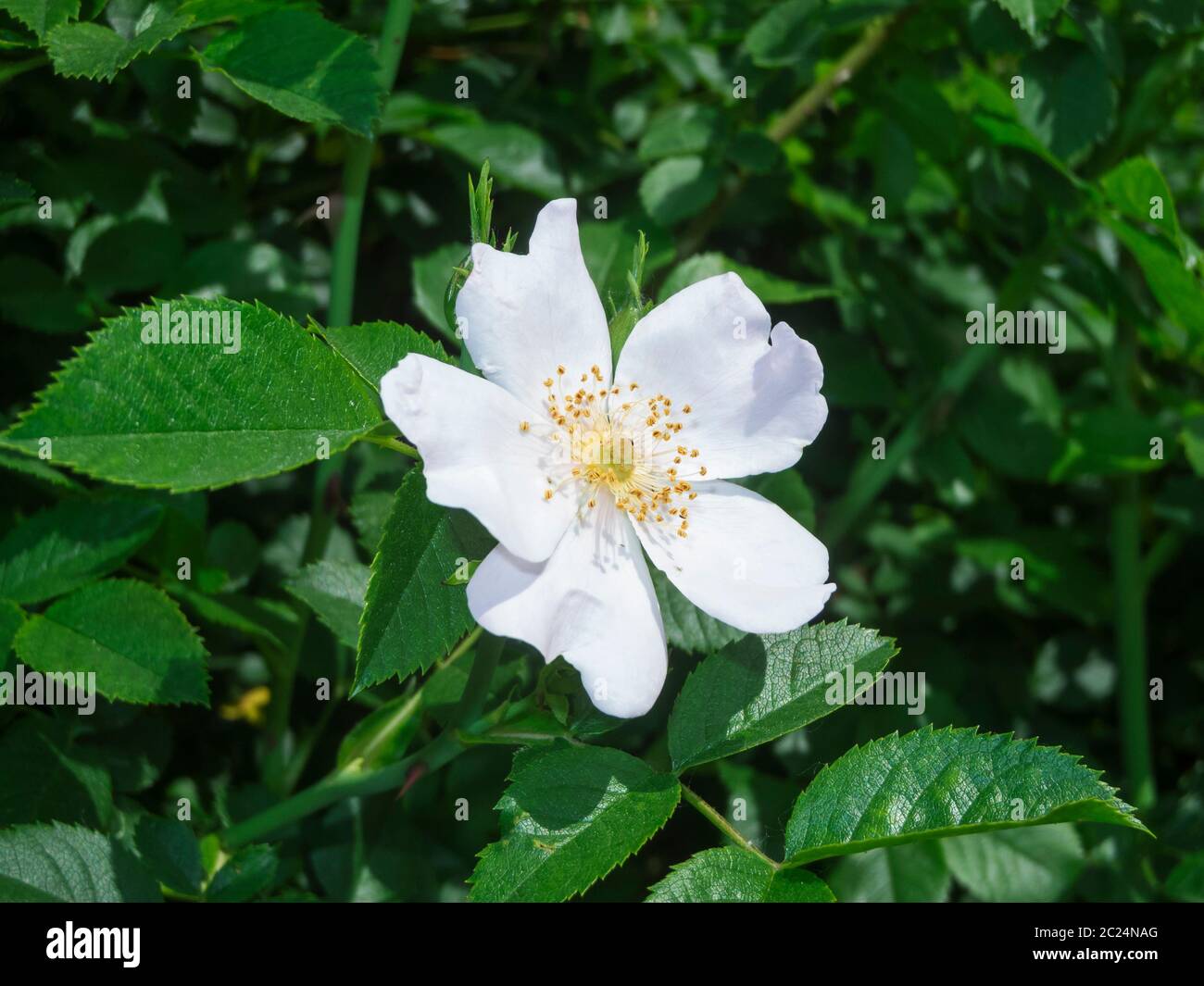 Korn leaves hi-res stock photography and images - Alamy