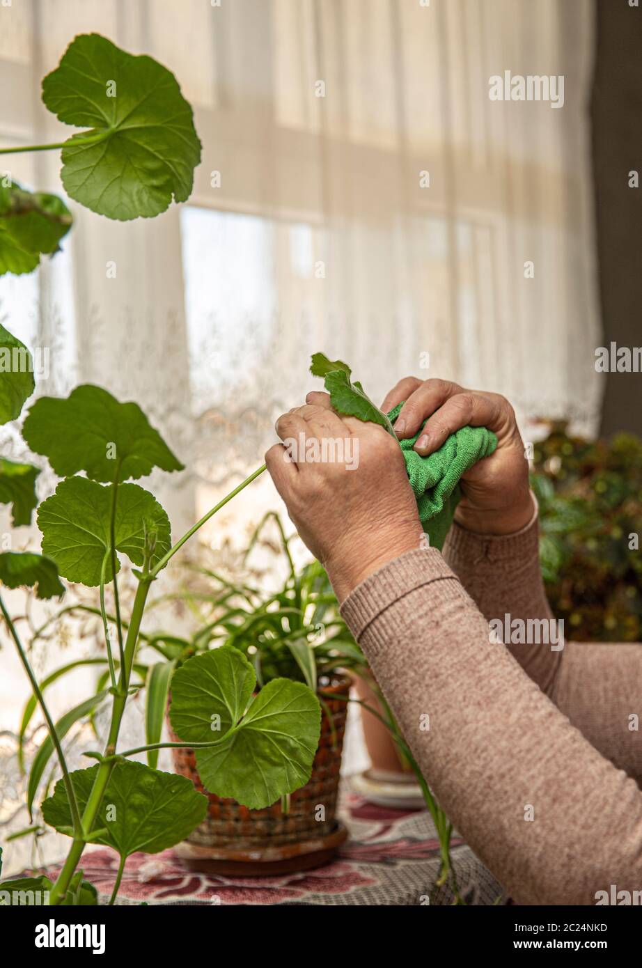 A person cleaning house plants in the room Stock Photo