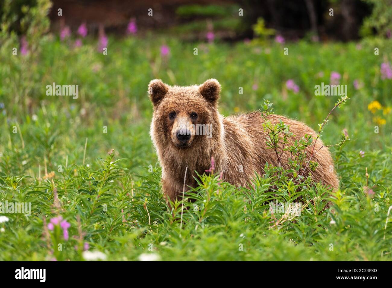 A Grizzly Bear on a Meadow Stock Photo