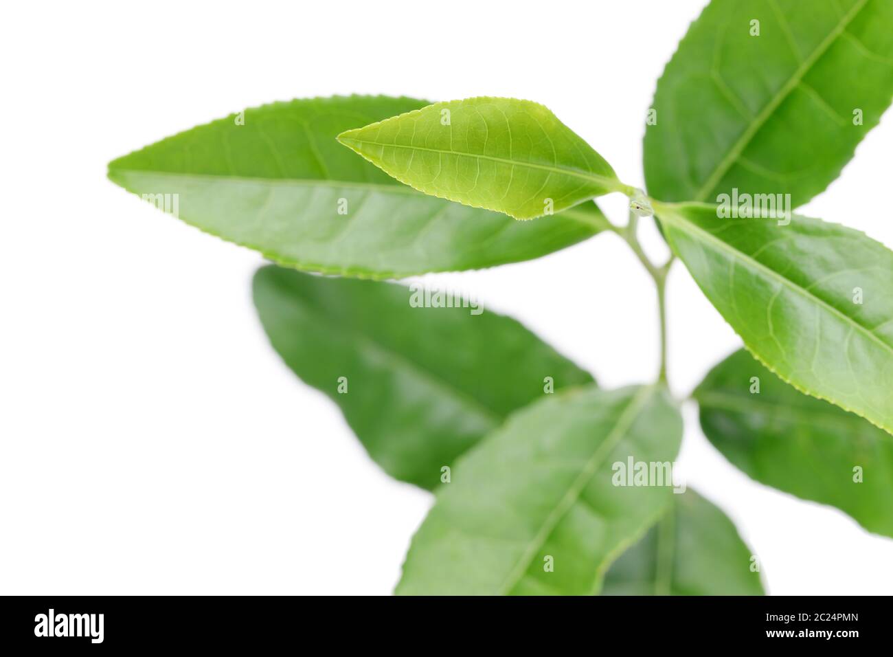 Japanese fresh green tea leaves isolated on white background Stock Photo