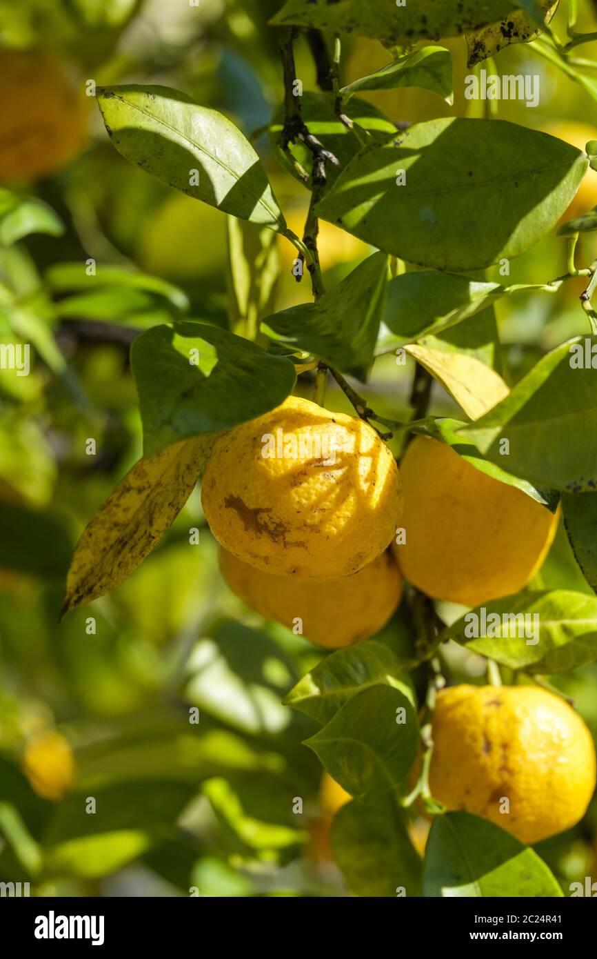 citrus fruit Stock Photo