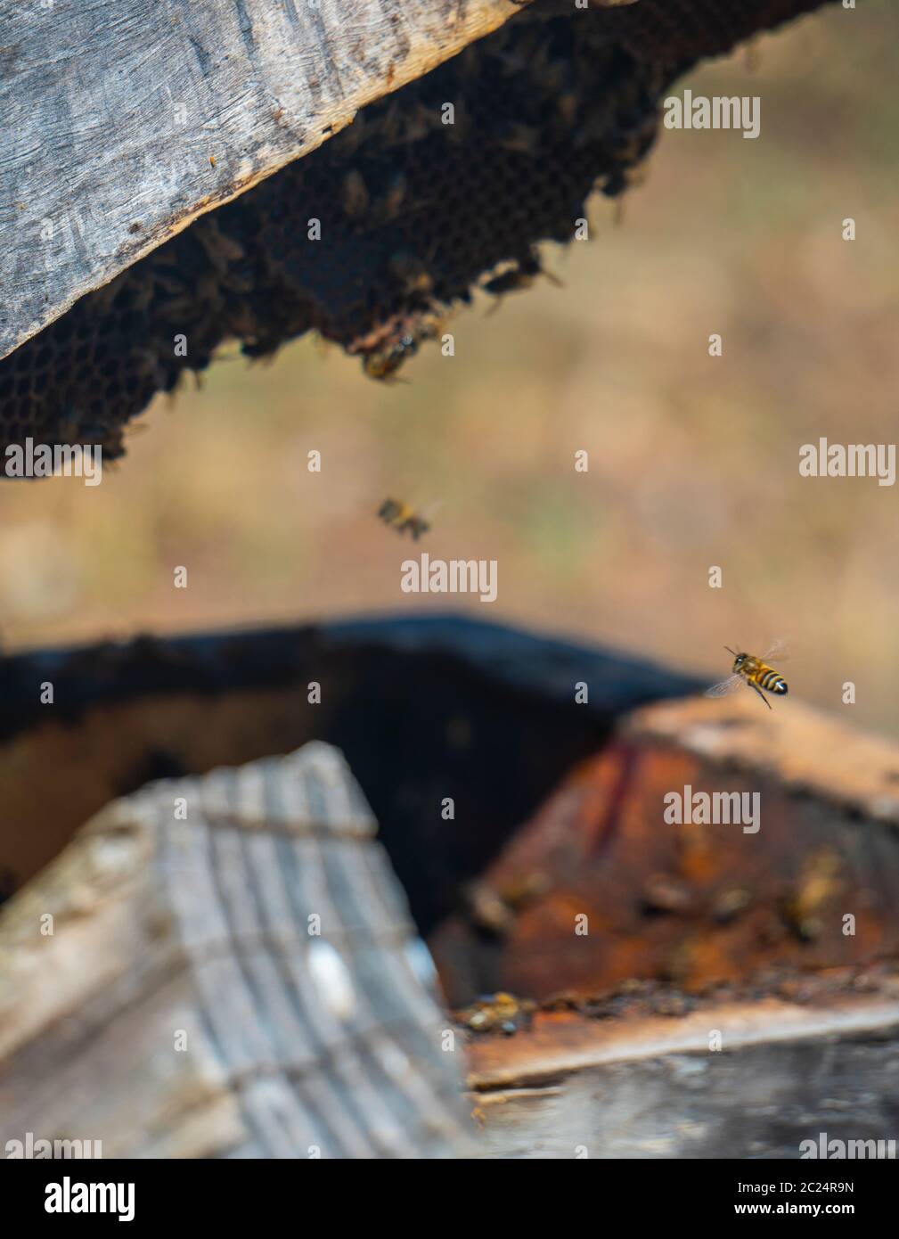 Honey bees flying around a beehive box Stock Photo