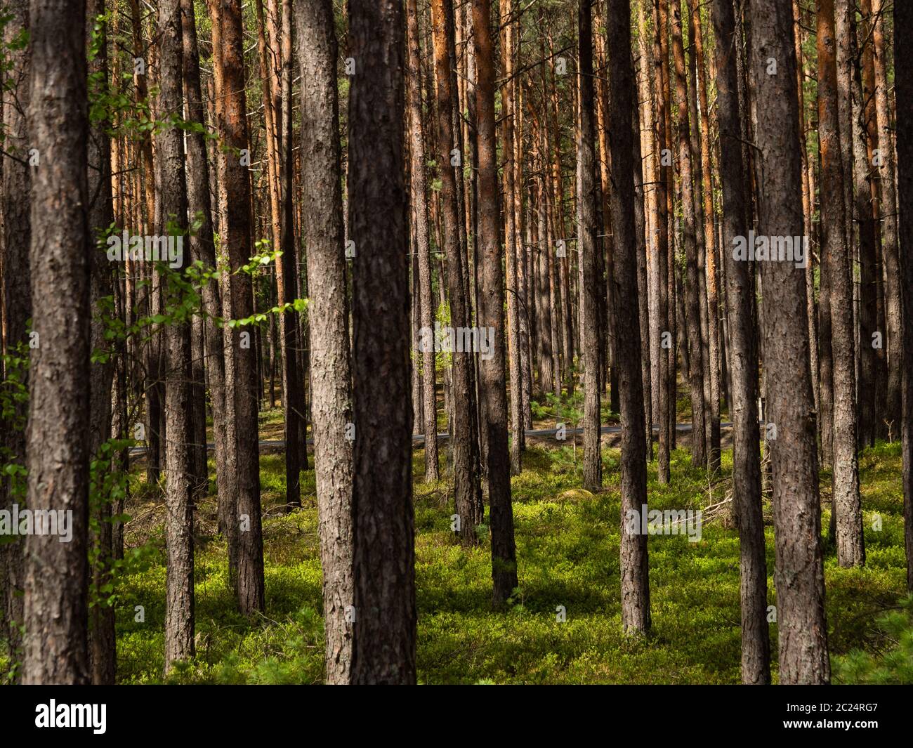 Beautiful landscape of pine forest in sunny day. Nature Wallpaper. The tall trees of the pine trees growing in the old forest. Stock Photo