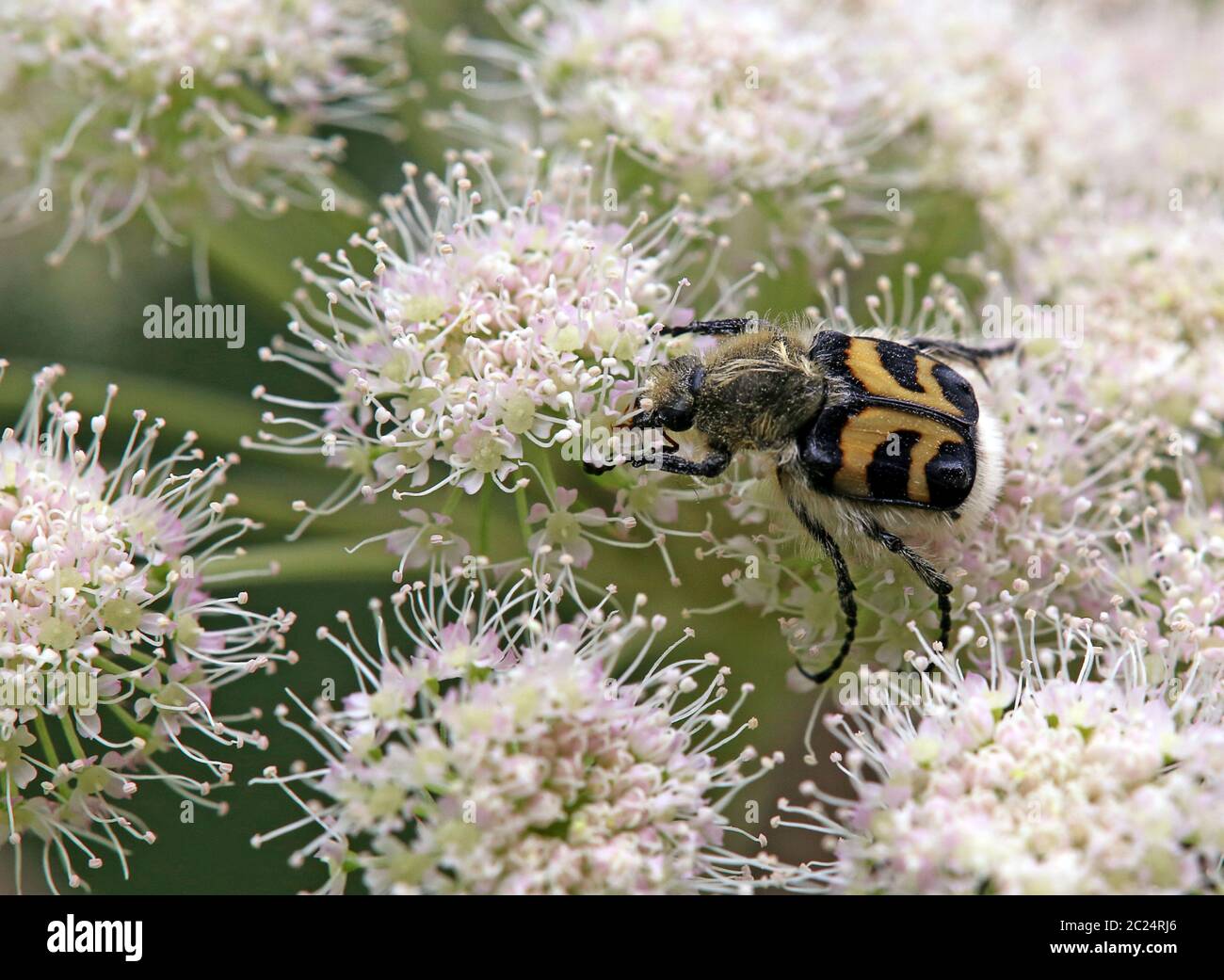 Banded brush beetle Trichius fasciatus from the Hollersbach valley in Pinzgau Stock Photo