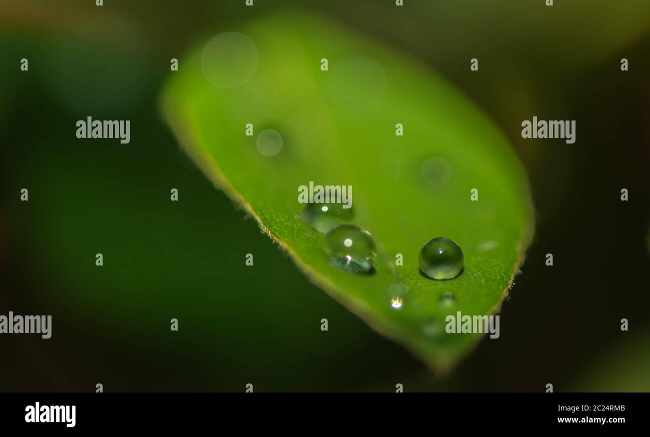 waterdrops on a leaf Stock Photo