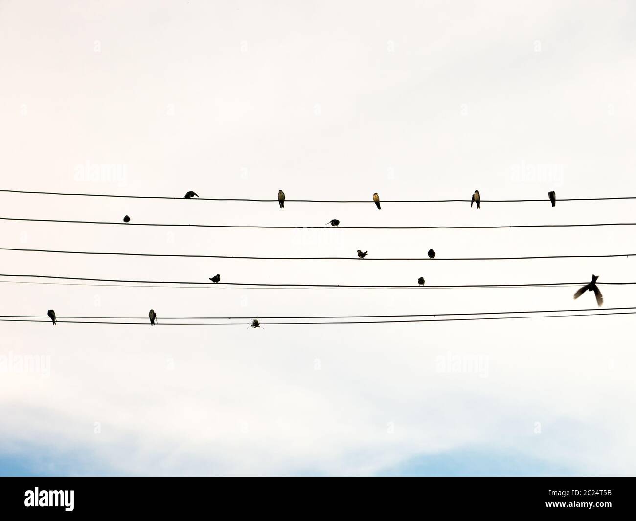 Swallows in electric wire likes musical score or guitar cords Stock Photo