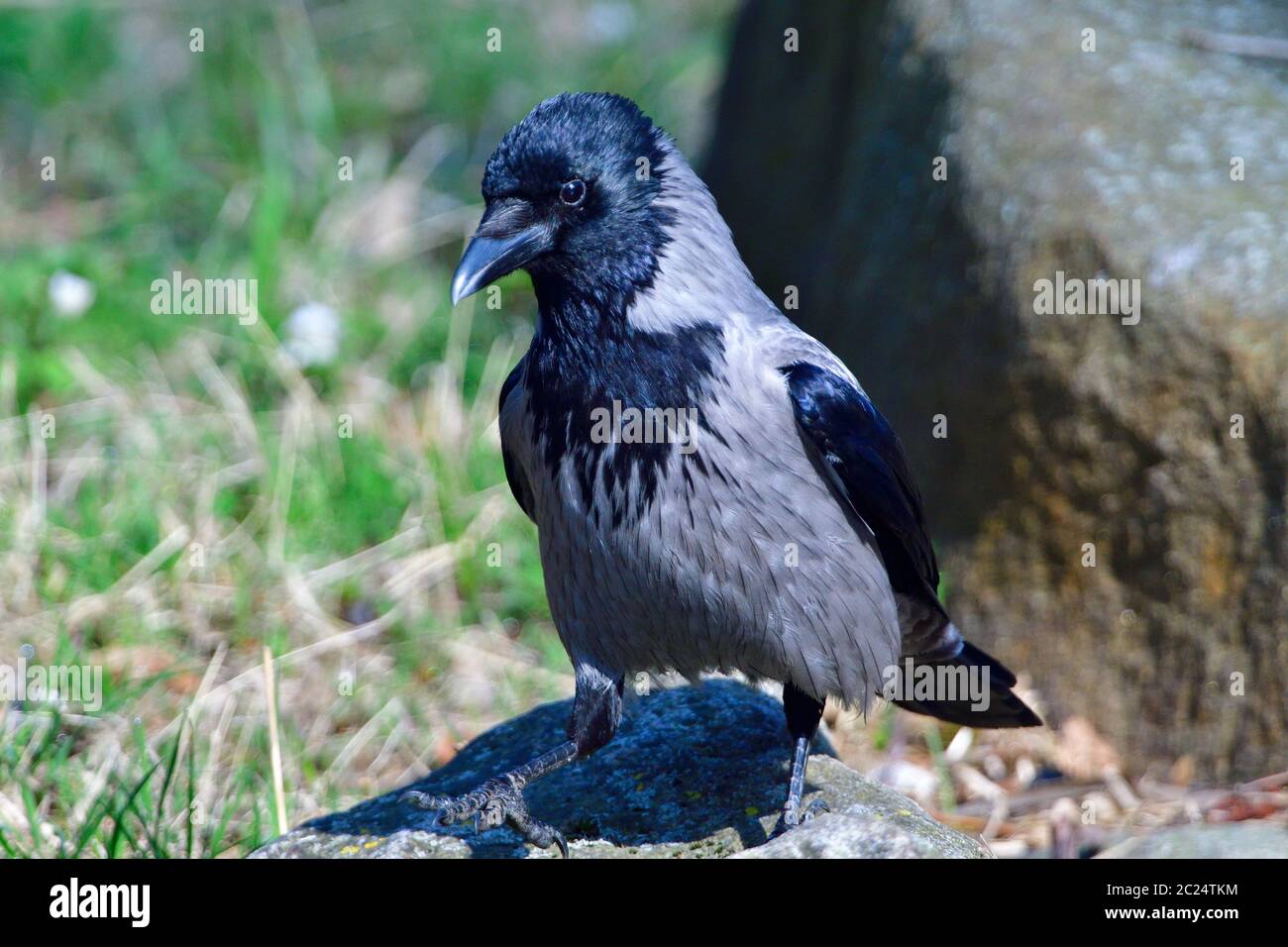 Carrion crow looking for food Stock Photo