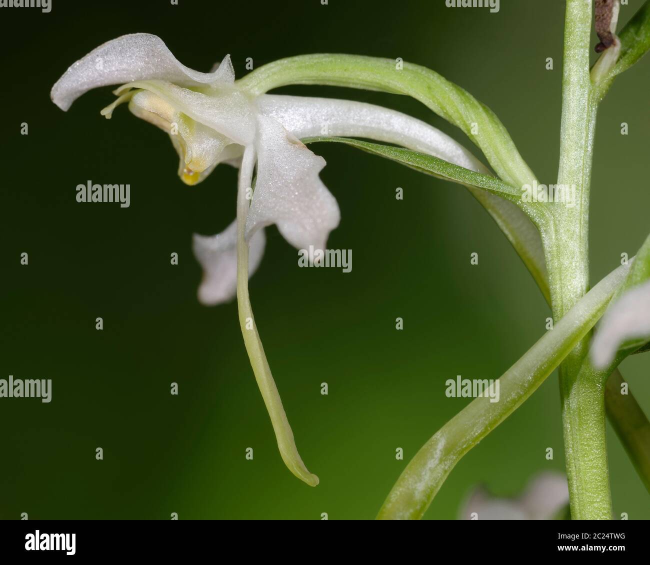 Greater Butterfly Orchid - Platanthera chlorantha  Close up of flower against dark woodland background Stock Photo