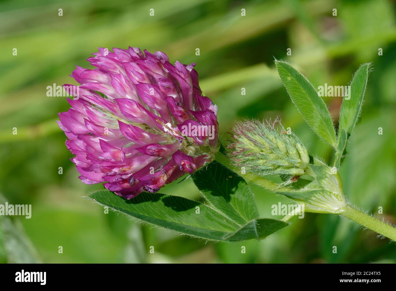 Zigzag Clover - Trifolium medium  Closeup of flower, bud & leaves Stock Photo
