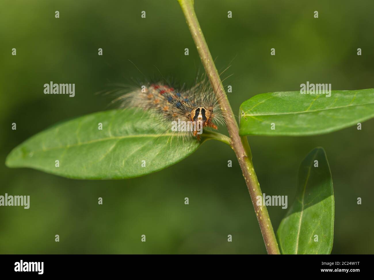 Hairy gypsy moth caterpillar macro hi-res stock photography and images ...
