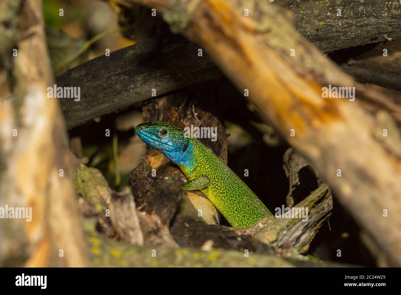 a colorful lizard Stock Photo