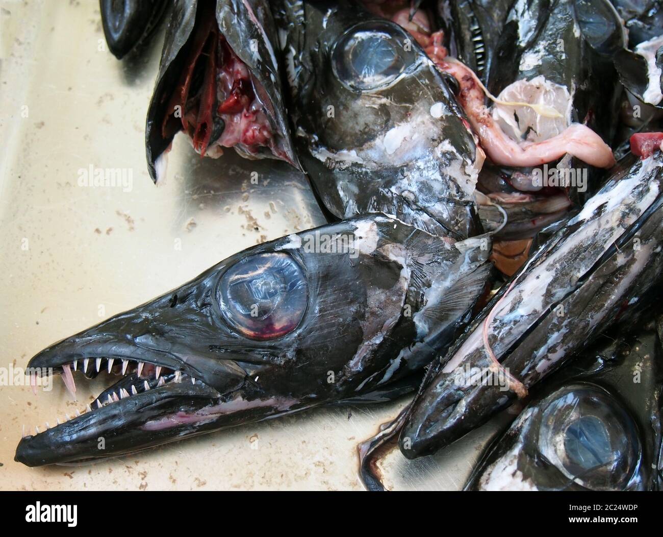 Black Scabbard Fish Hi Res Stock Photography And Images Alamy
