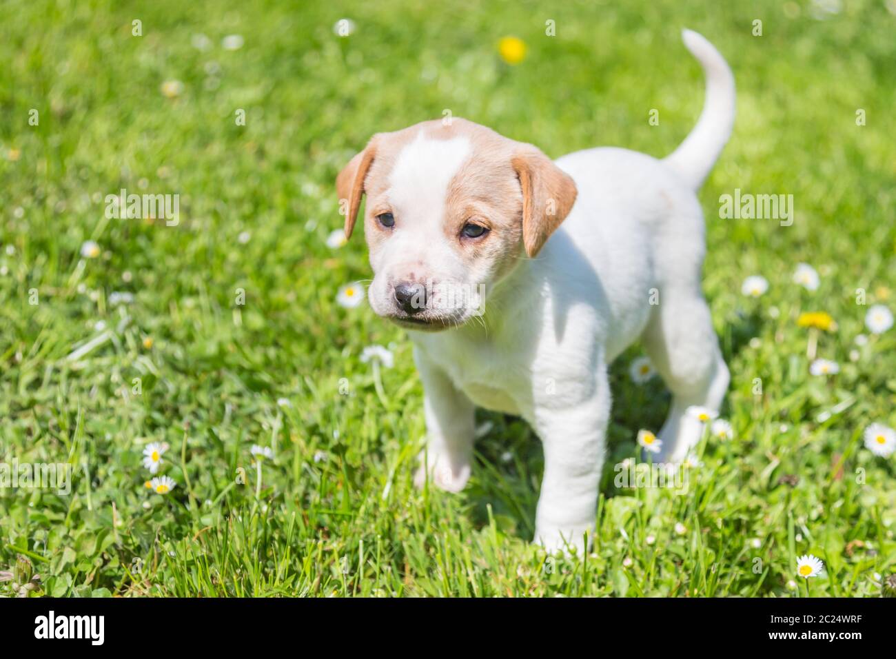 Cute small puppy dog standing in the grass Stock Photo - Alamy