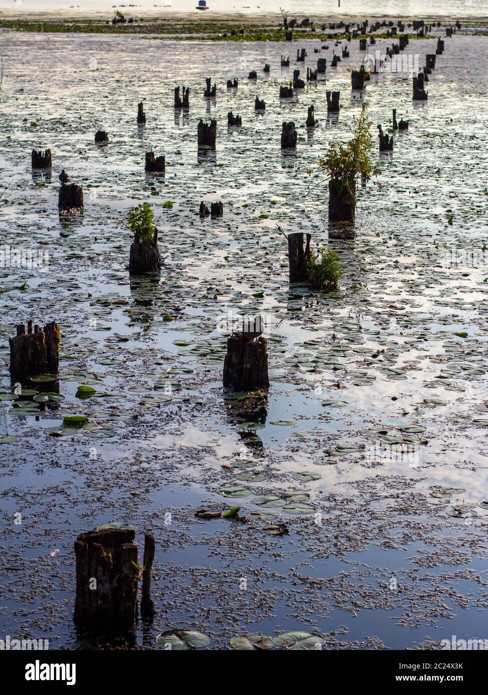 Old wood pilings in the water surrounded by plants Stock Photo