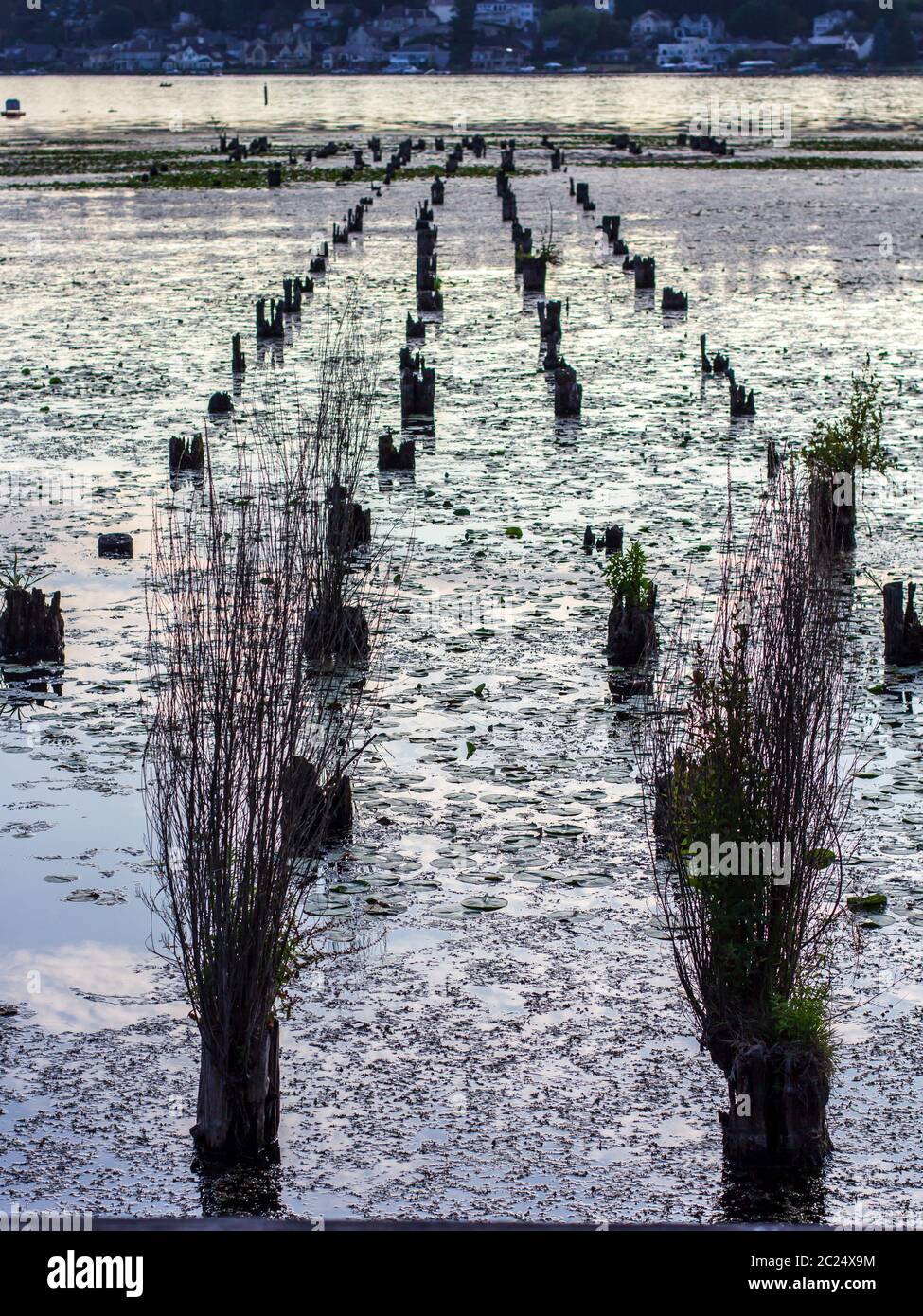 Old wood pilings in the water surrounded by plants Stock Photo