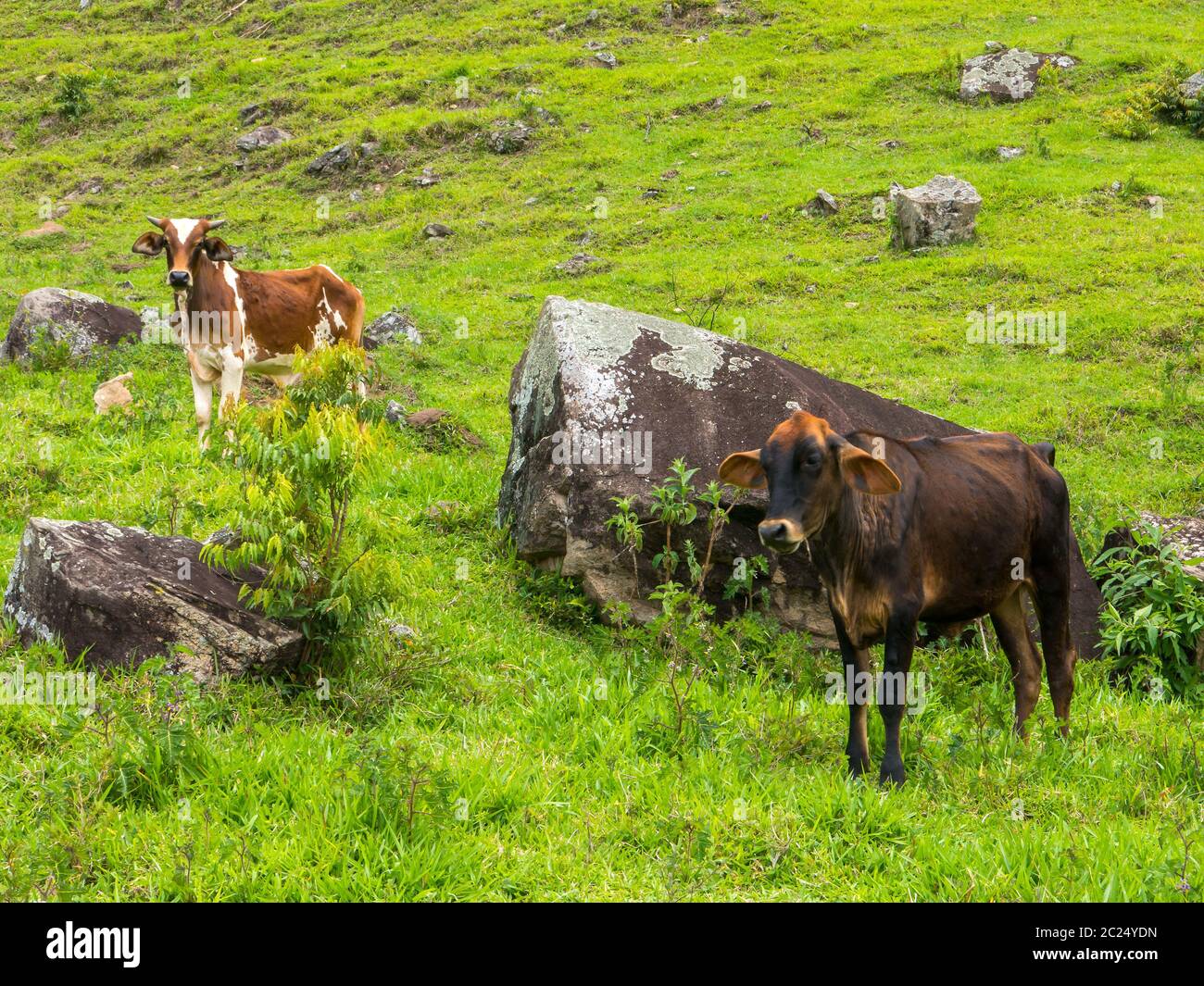 Raising Beef Cattle High Resolution Stock Photography and Images - Alamy