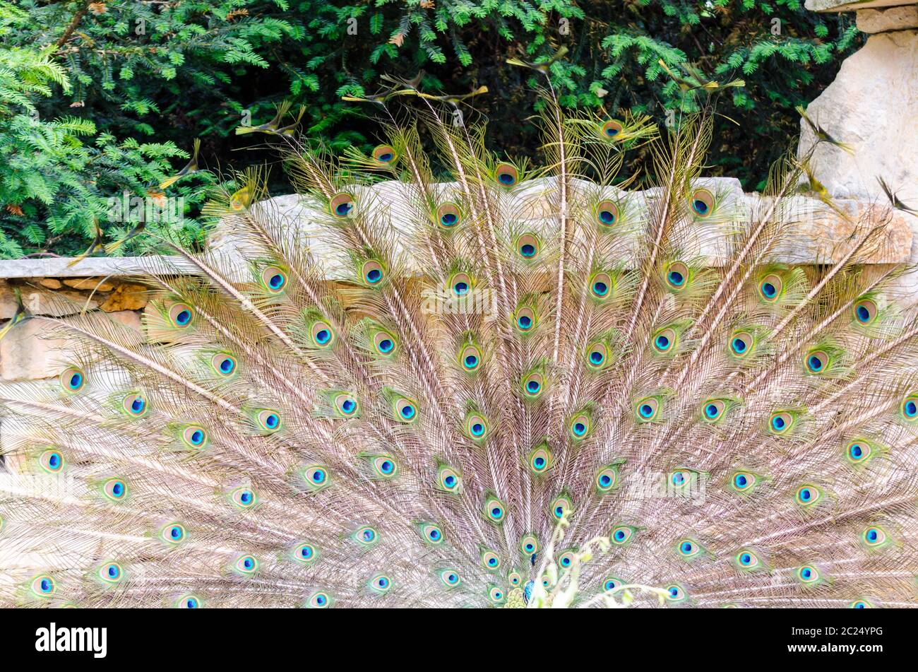 Indian Peafowl in Prague zoo, clean day Stock Photo