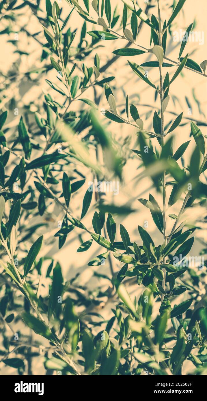 Olive garden in Greece Stock Photo Alamy