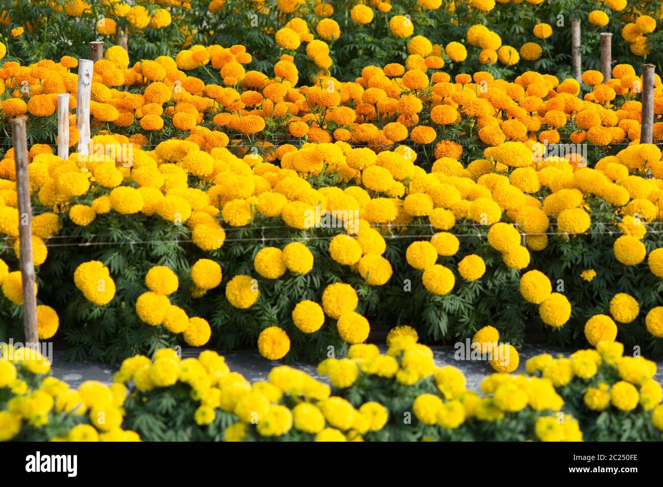 Orange and Yellow Marigolds flower fields Stock Photo