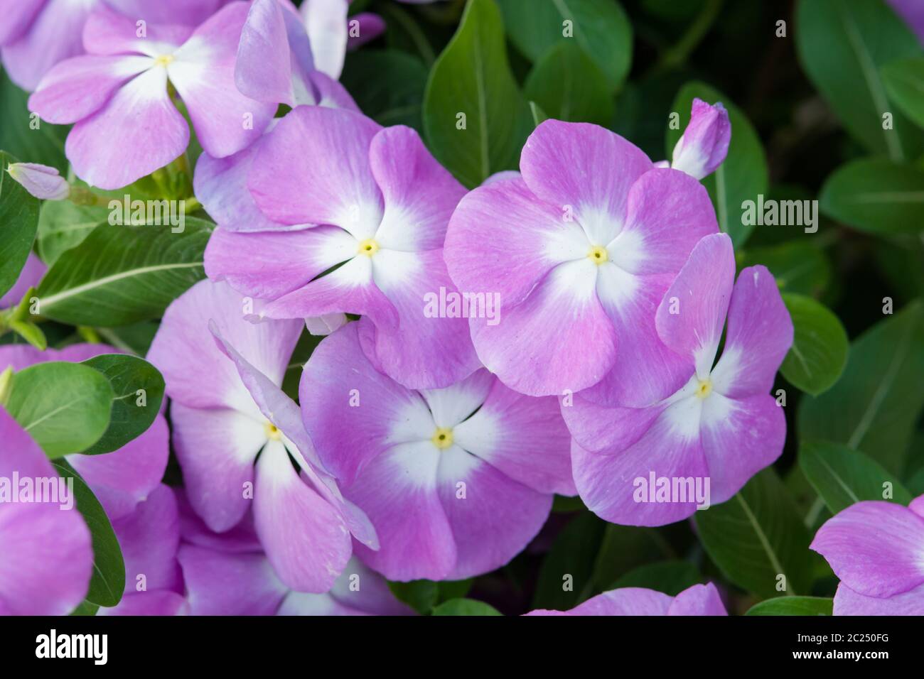 Vinca rosea flowers blossom in the garden Stock Photo - Alamy