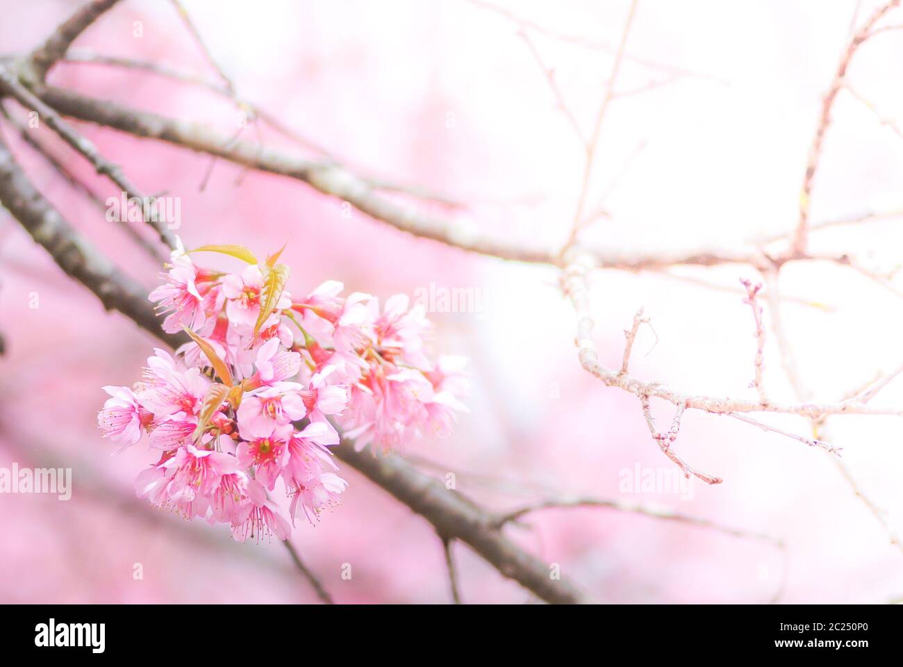 Cherry blossom soft focus hi-res stock photography and images - Alamy
