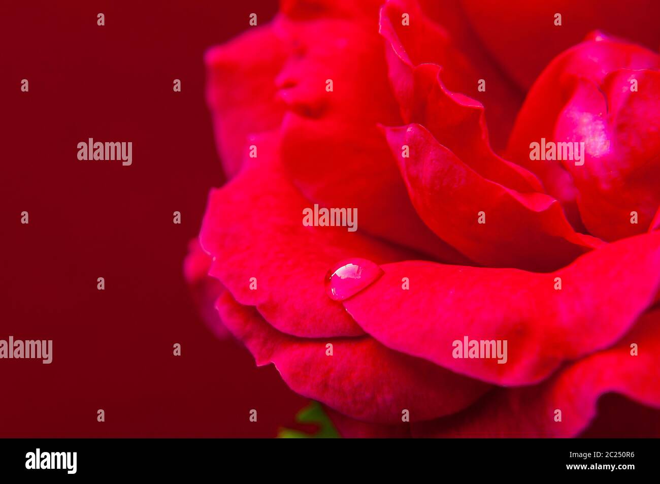 Soft red rose hi-res stock photography and images - Alamy