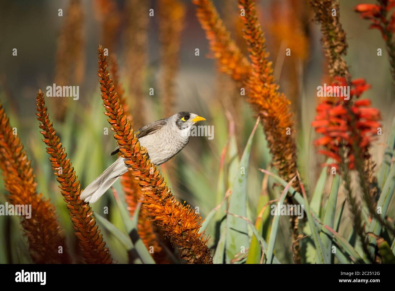 A Noisy Miner forages for a meal among some aloe flowers that are just about to bloom at the Adelaide Botanic Gardens in Adelaide, South Australia. Stock Photo