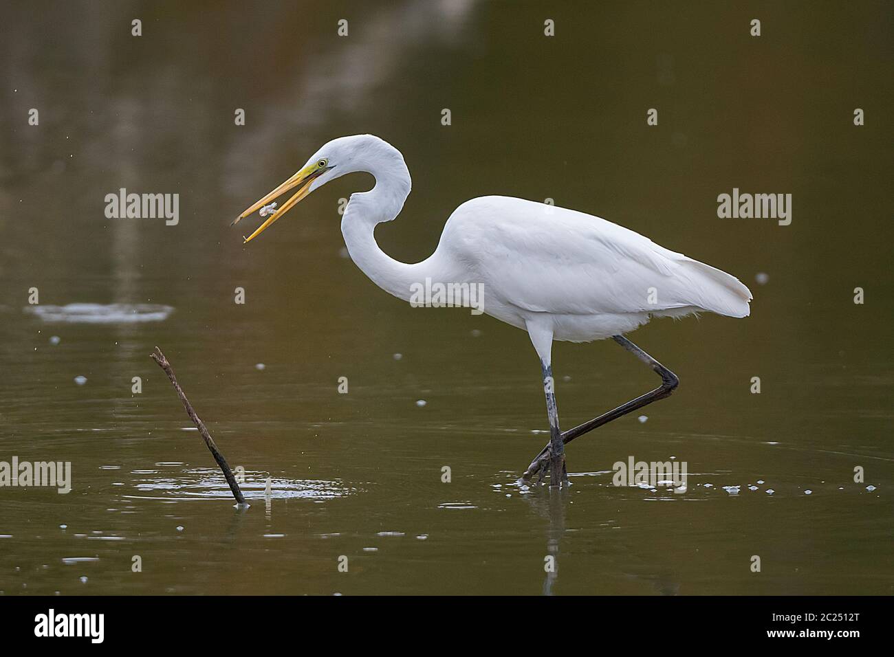 Great Egret Catching a Crab, Ardea Alba Stock Photo