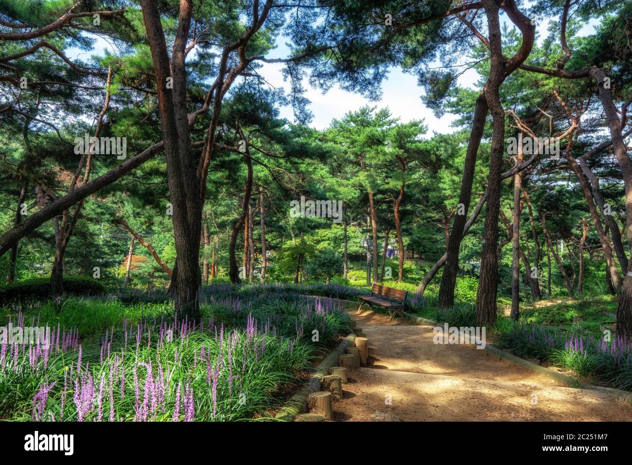 achasan ecological park pine tree forest with broadleaf liriope blooming. Taken in Seoul, South Korea Stock Photo