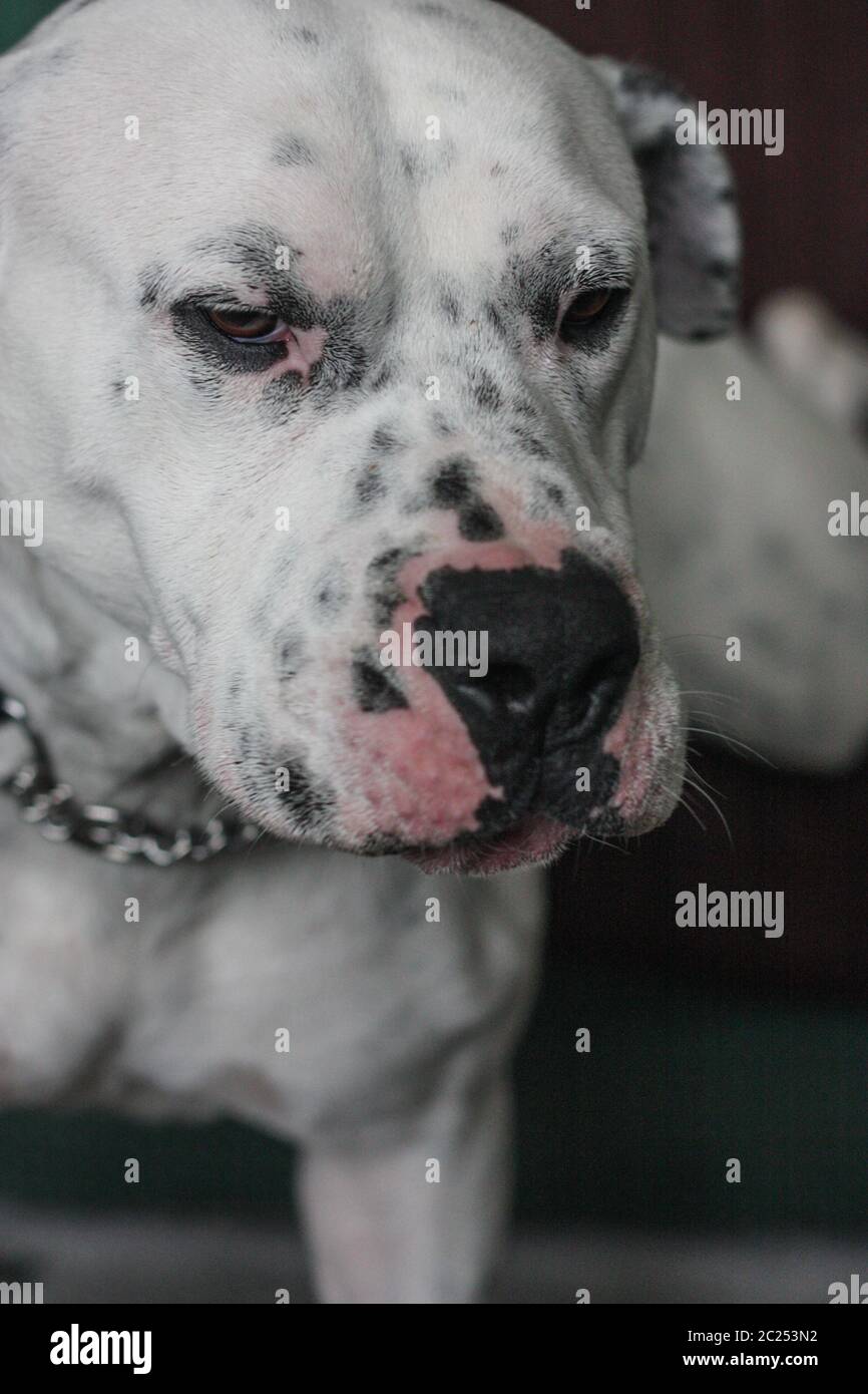 Sleepy American Bulldog Stock Photo